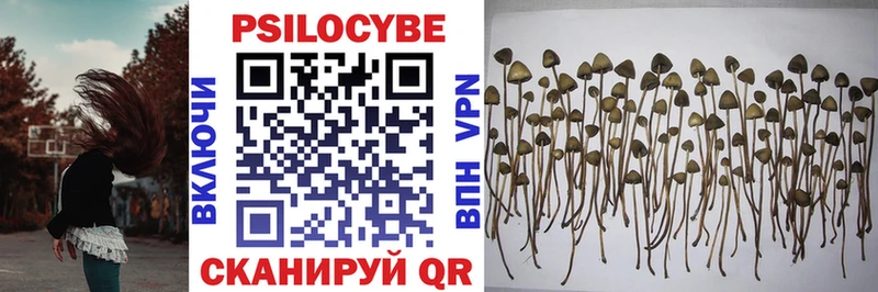 Купить Венёв Псилоцибиновые грибы GOLDEN TEACHER